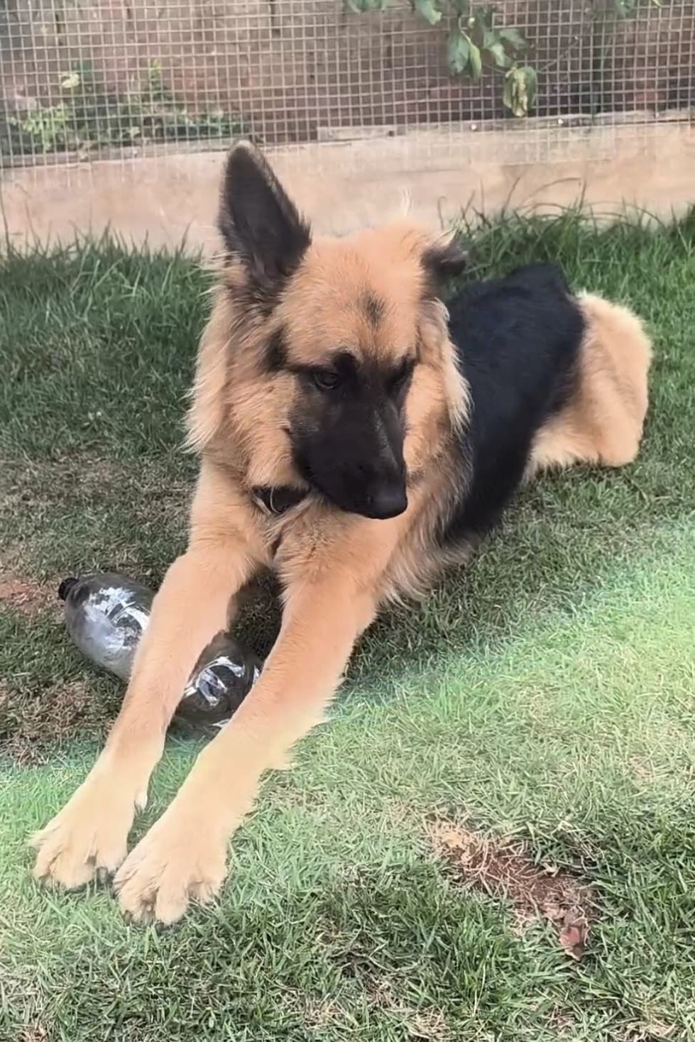 Foto de Thor