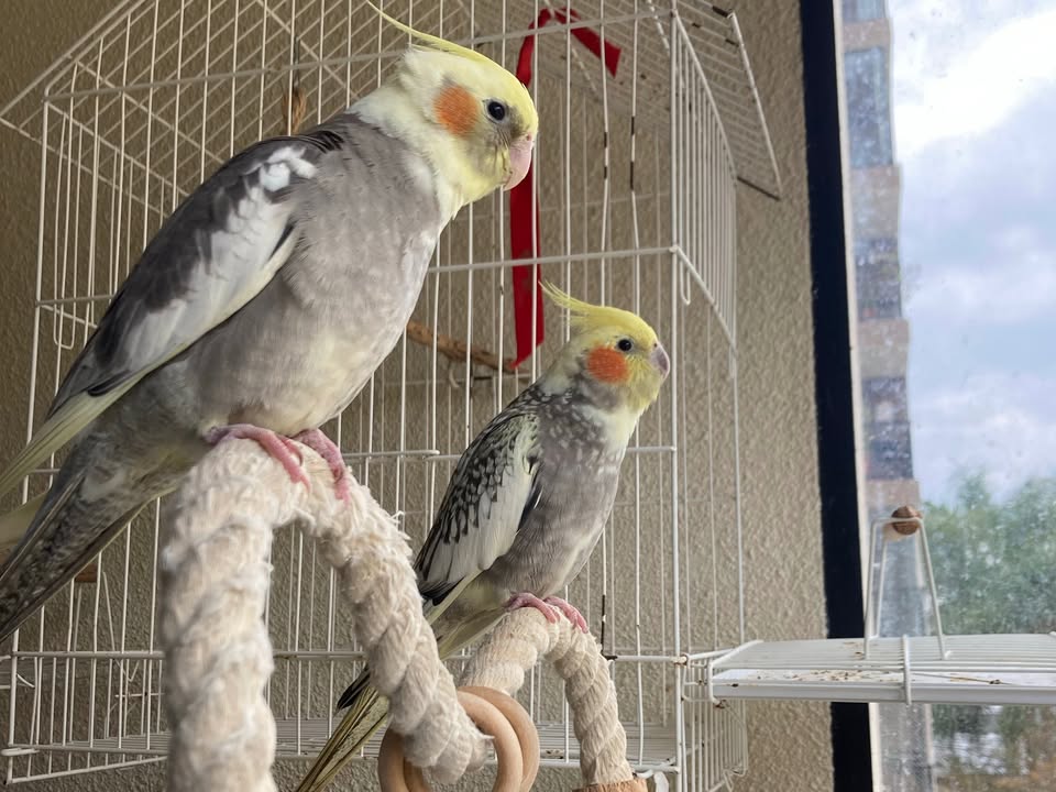 Foto de Gogo E Cici
