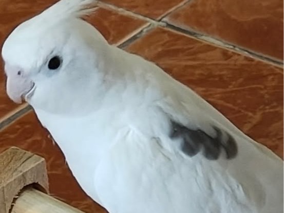 Foto de Nuvem "Nunu"