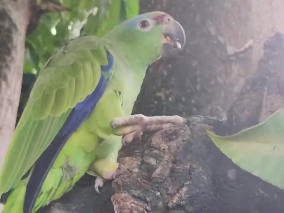 Foto de Tico