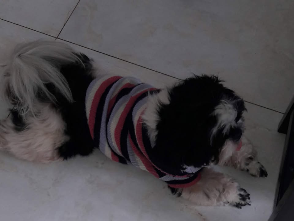 Foto de Suzi