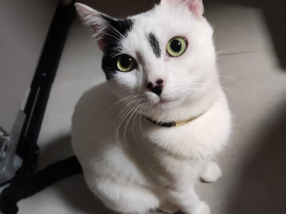 Foto de Snow