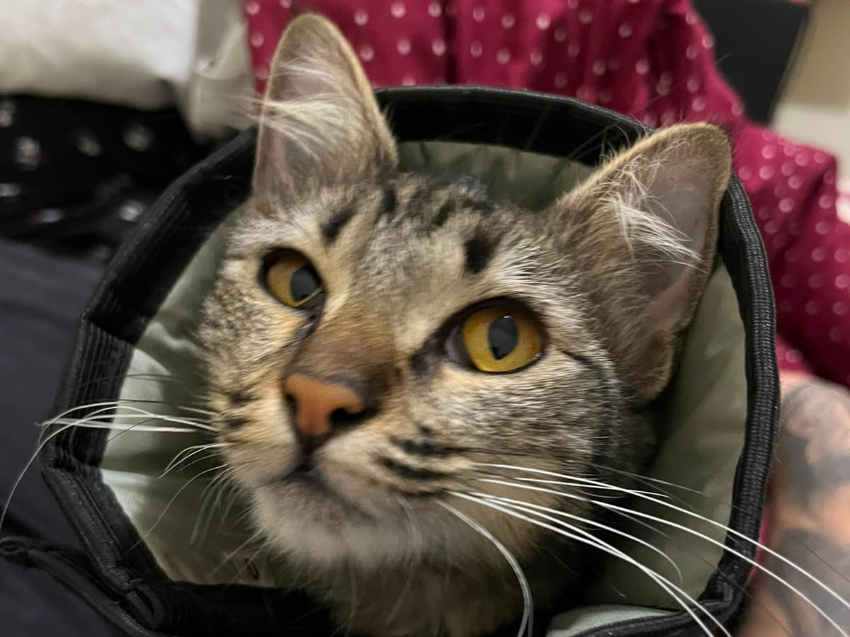 Foto de Lilica