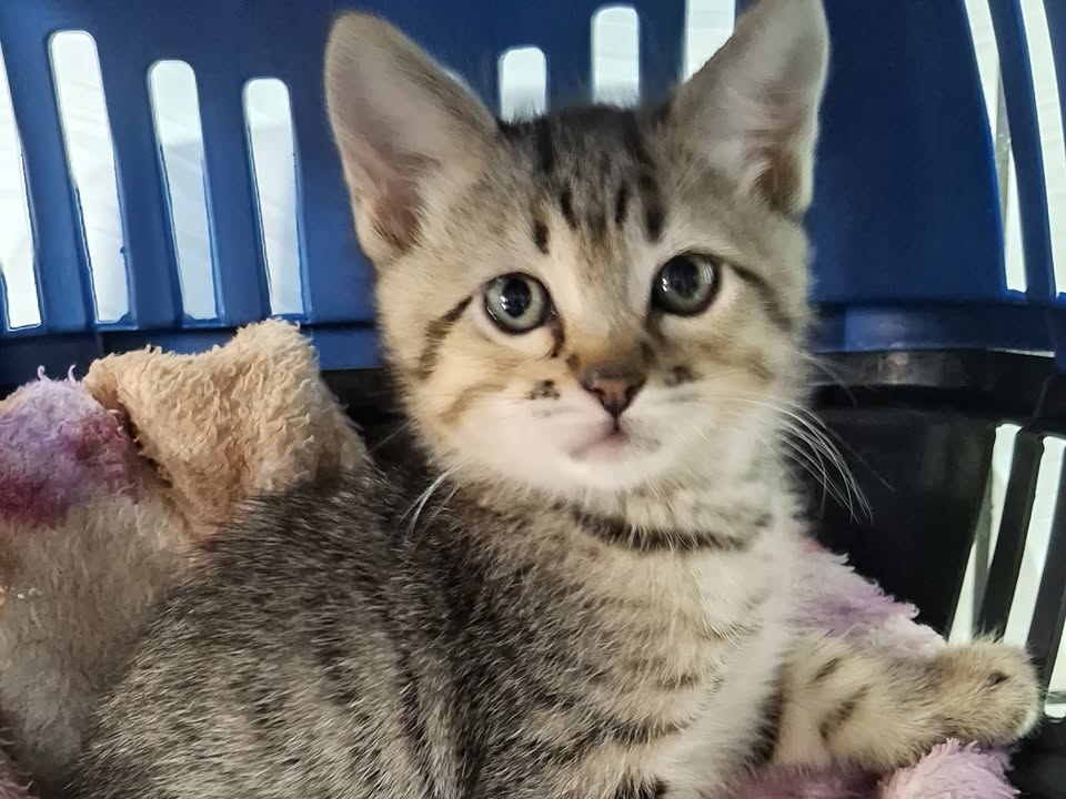 Foto de Apolo