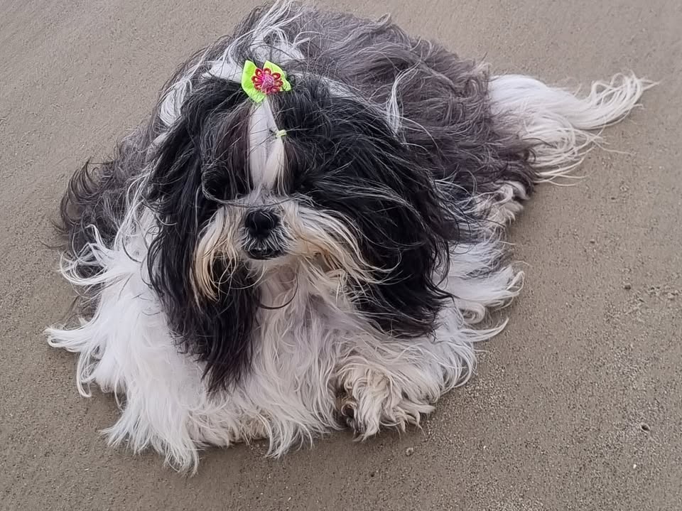 Foto de Lola