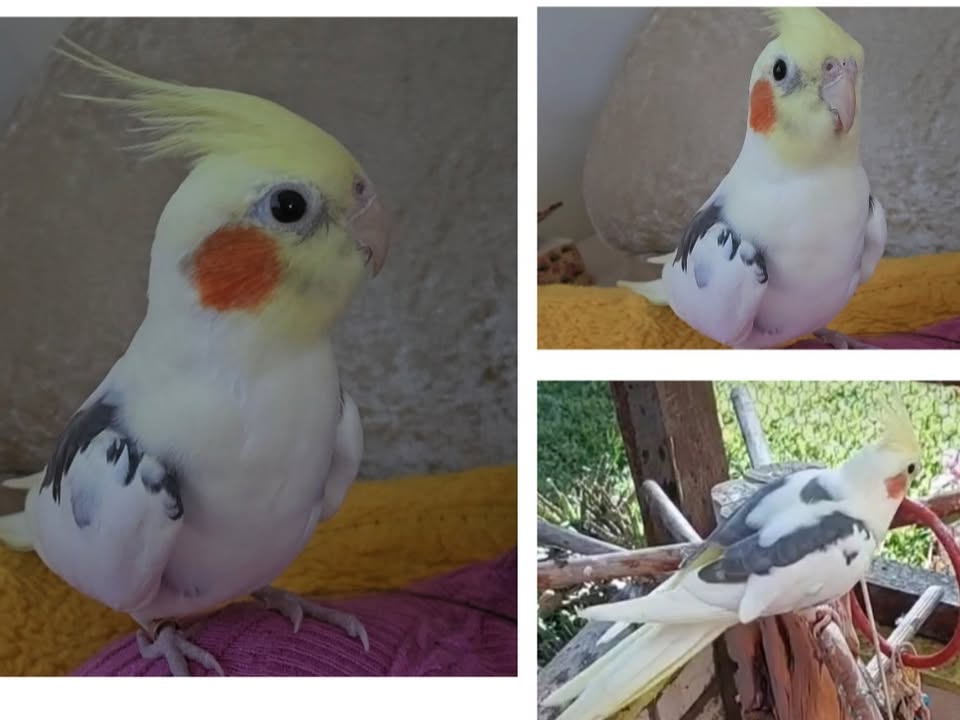 Foto de Hommer