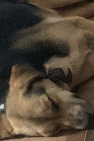 Foto de Gordina