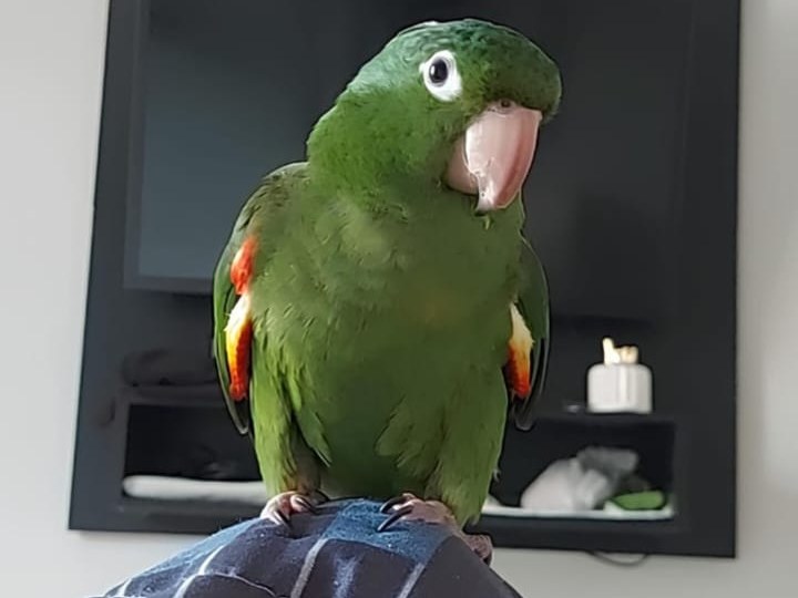 Foto de Bolinha