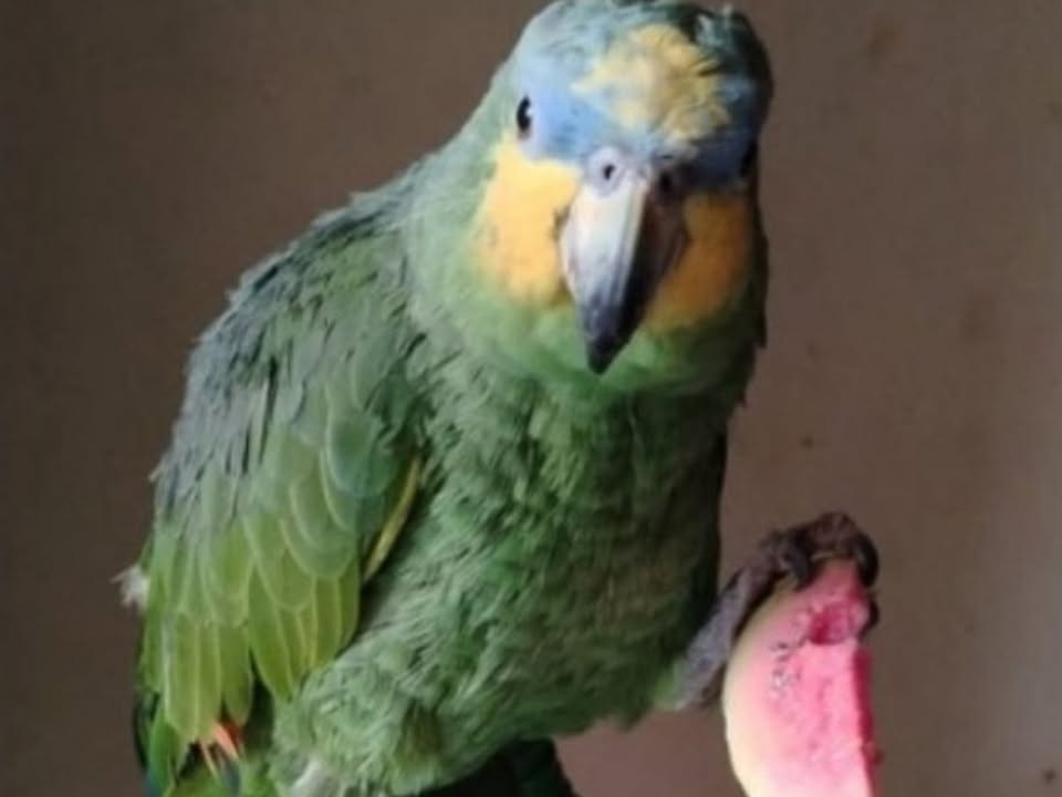 Foto de Tiririca