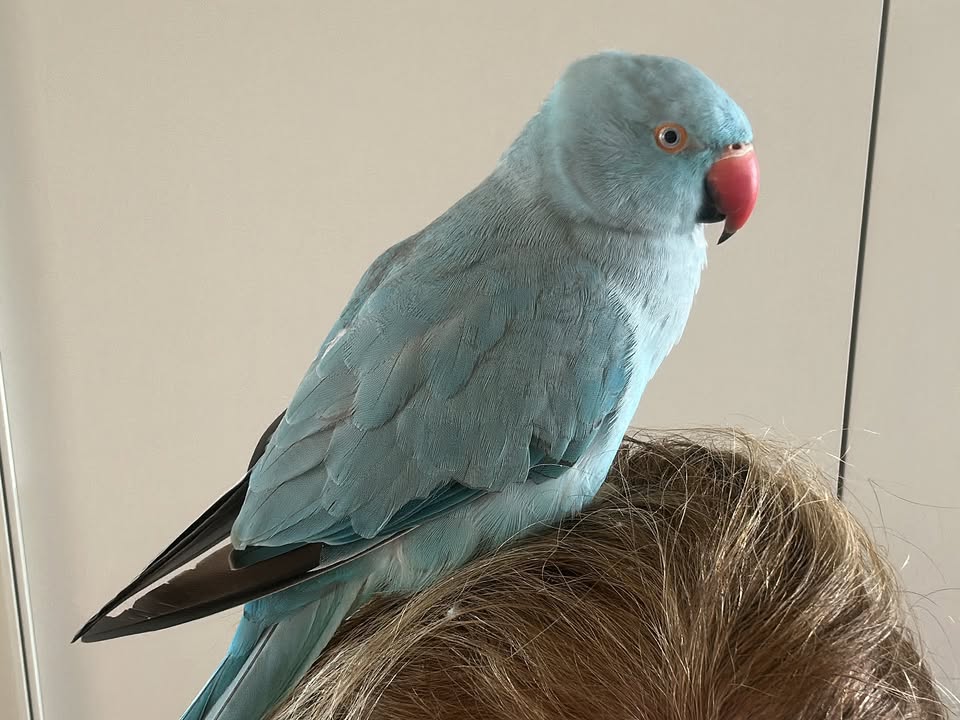 Foto de Meivis
