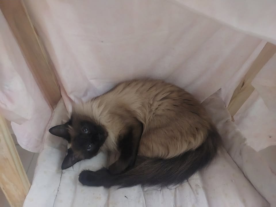 Foto de Nora