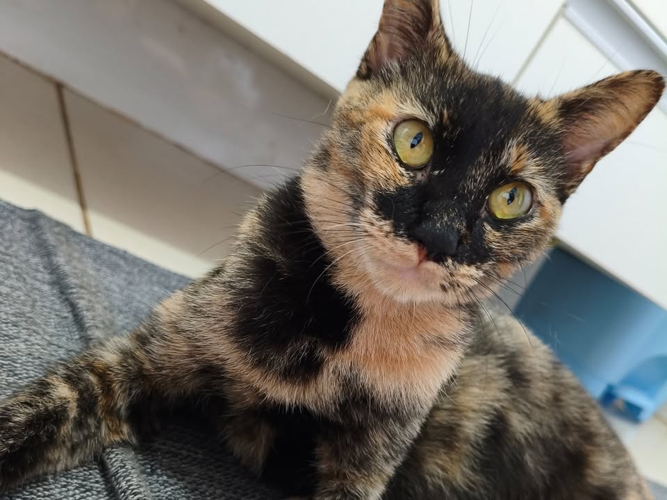 Foto de Yuumi