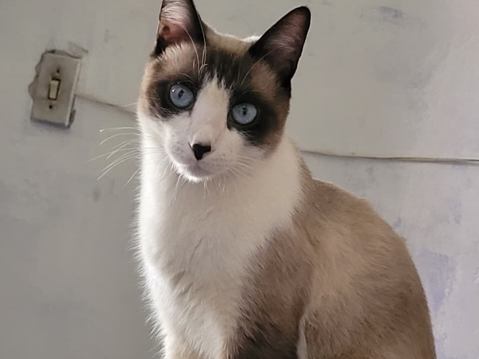 Foto de Apolo