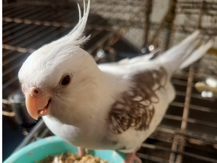 Foto de Fuguinha