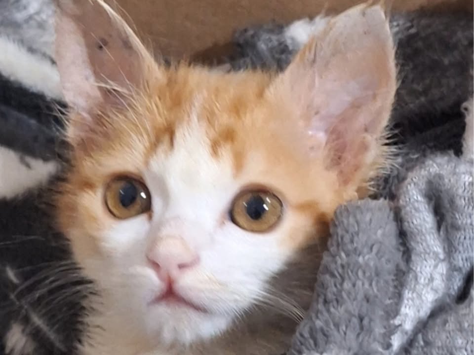 Foto de Mia