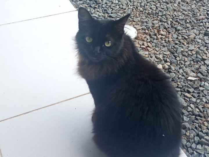 Foto de PRETINHA
