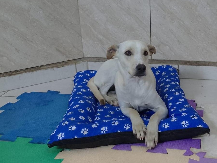 Foto de Belinha