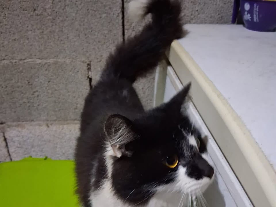 Foto de Frajola