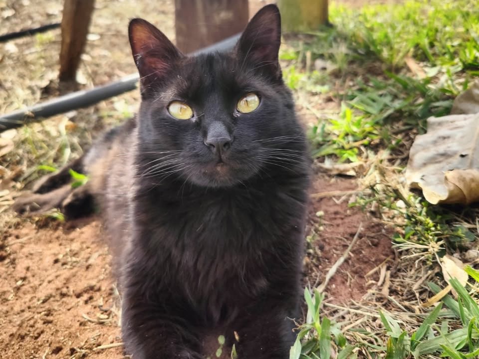 Foto de AMORA