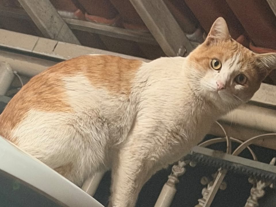 Foto de Casquinha