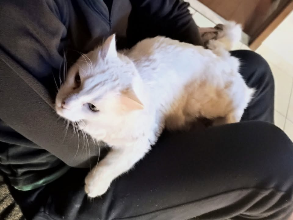 Foto de Gatinha