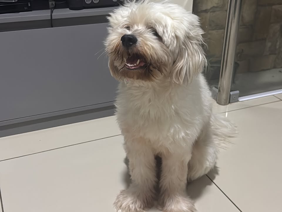 Foto de Oliver