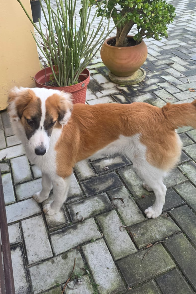 Foto de Amora e CHARLY
