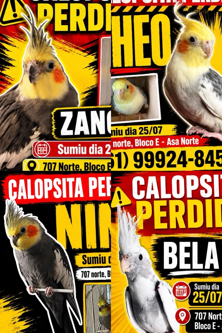 Foto de Theo, Nino, Bela E Zangado