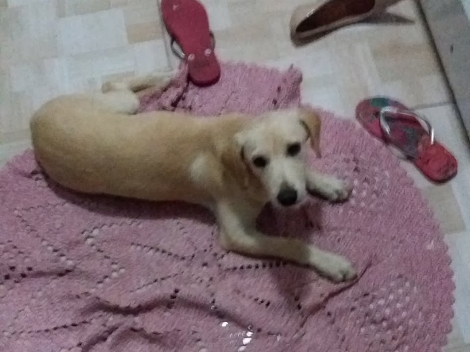 Foto de Bolinha