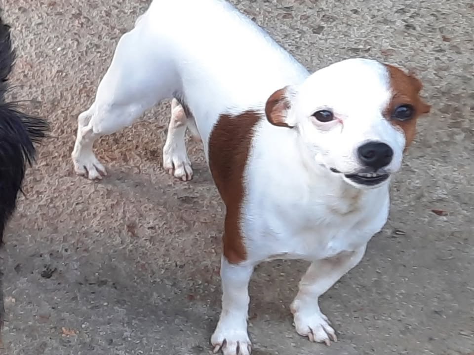 Foto de Thor