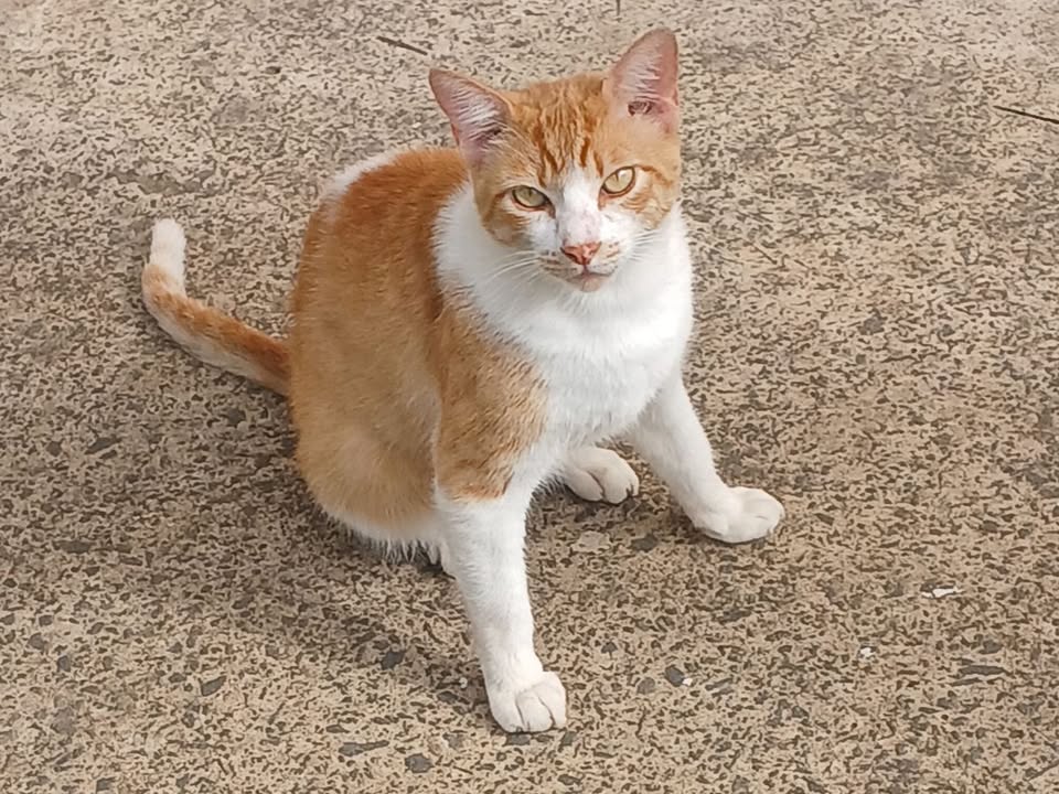 Foto de Costelinha