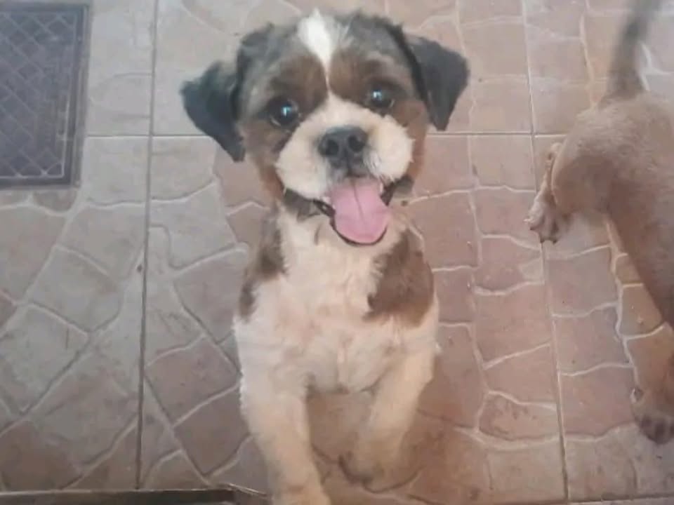 Foto de Theo