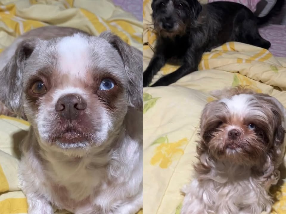 Foto de Aiko