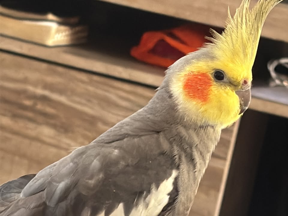 Foto de Dudu