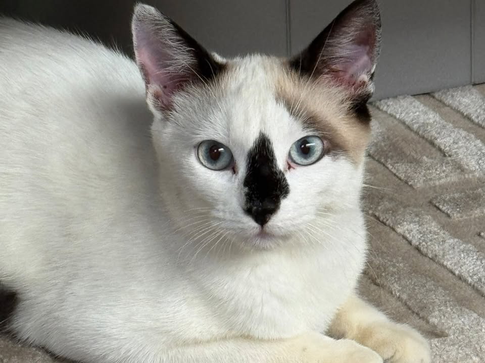 Foto de Snow