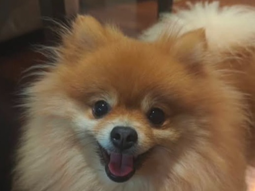 Foto de Thor