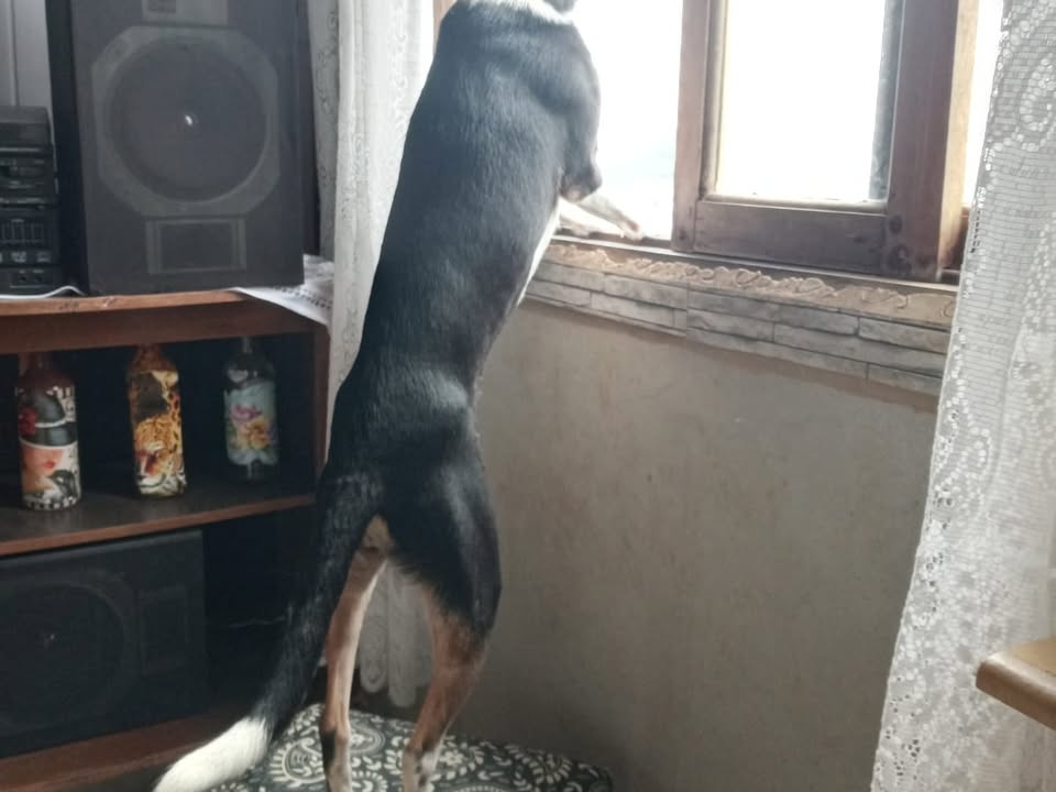 Foto de Lola