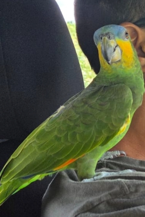 Foto de Pingo
