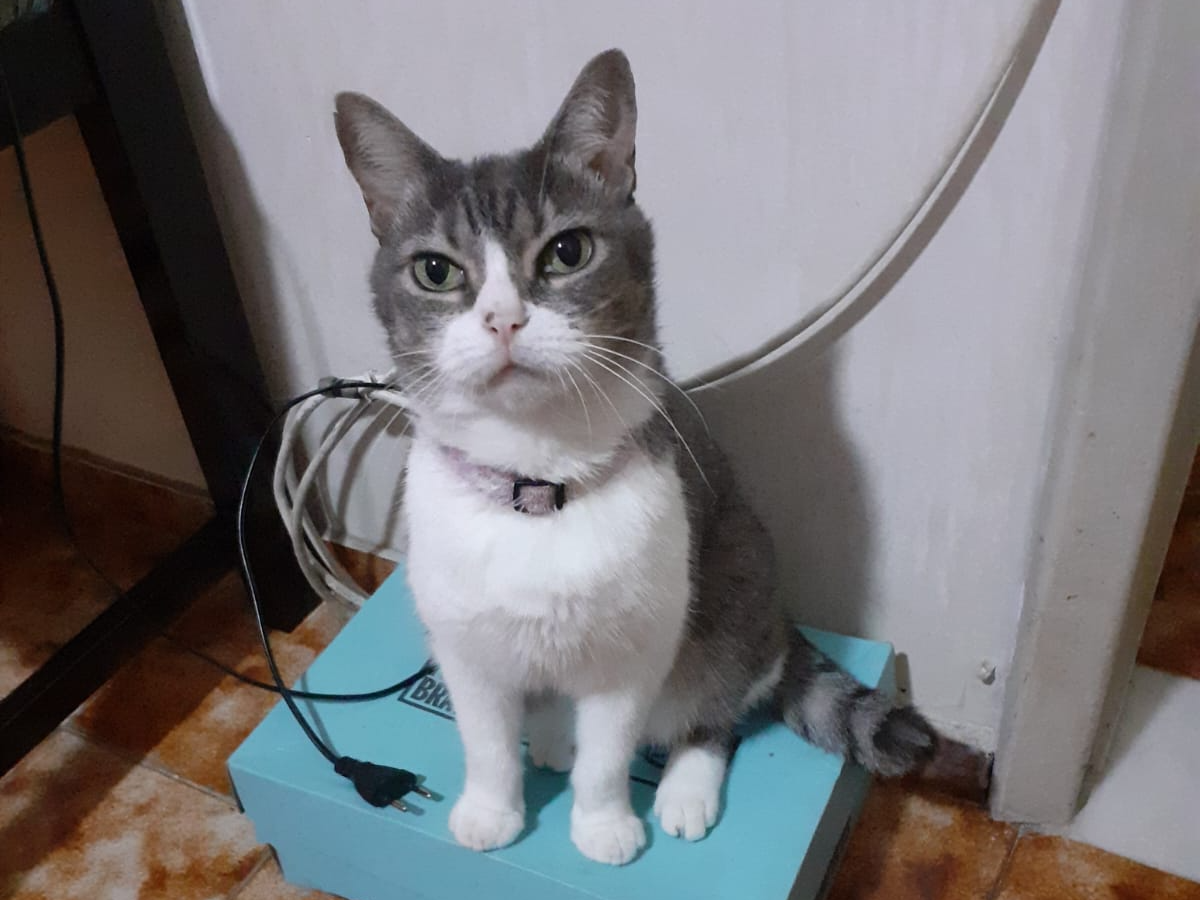 Foto de MEL