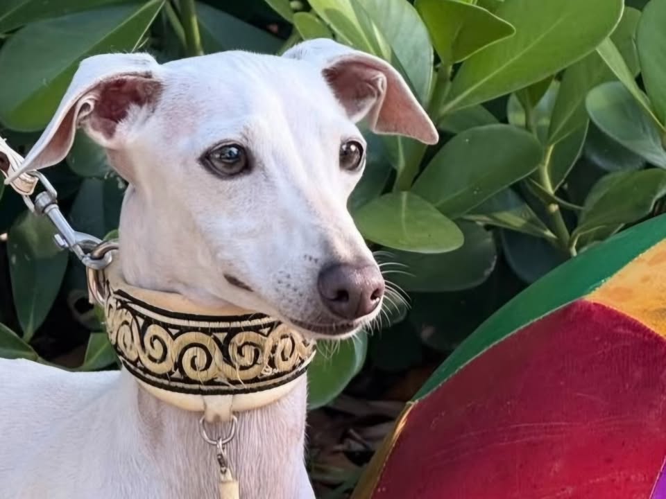 Foto de FANTINE