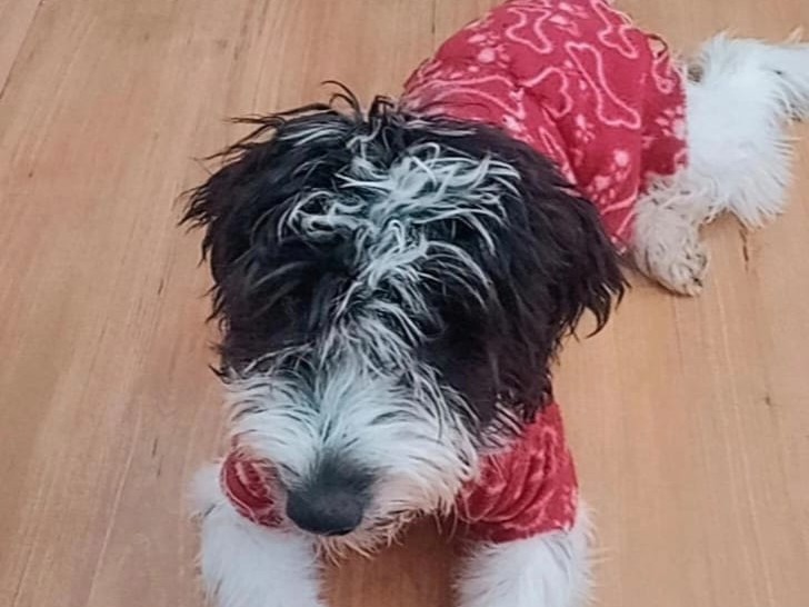 Foto de Bella