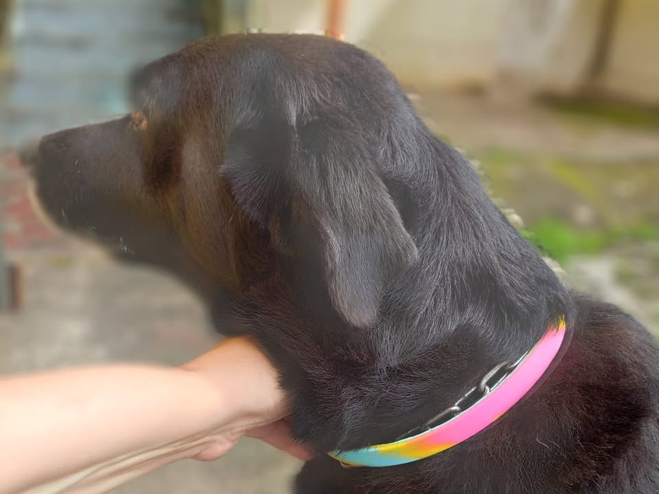 Foto de ANGUS