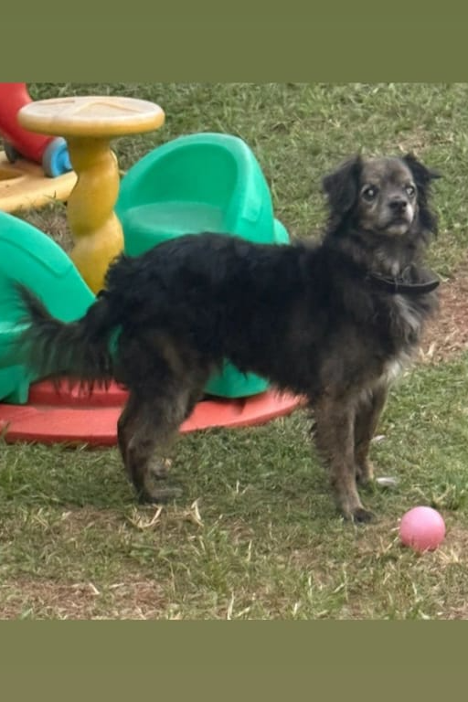 Foto de Menina e Toddy