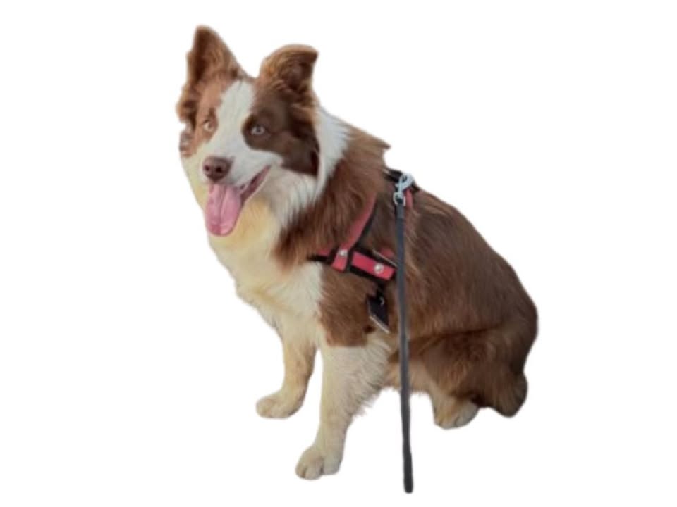 Foto de DUKE