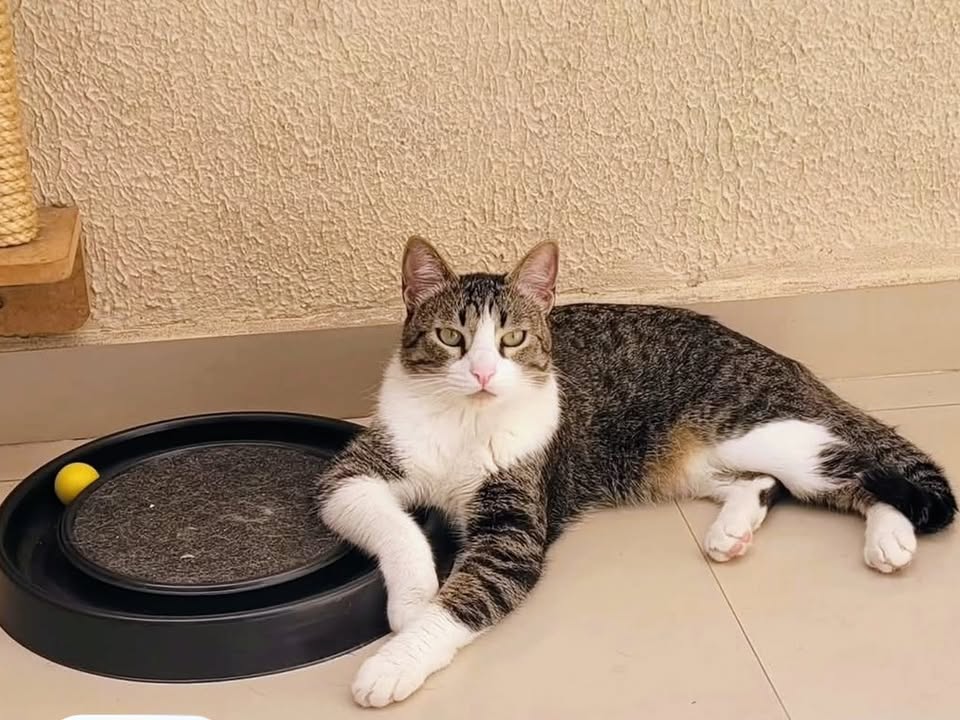 Foto de Thor
