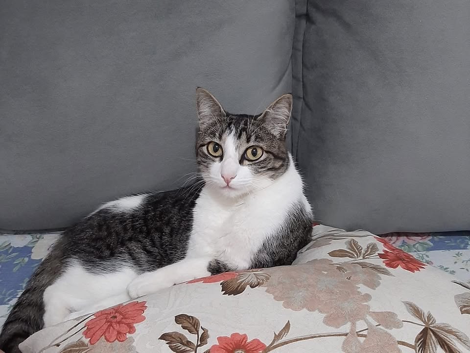 Foto de Mel