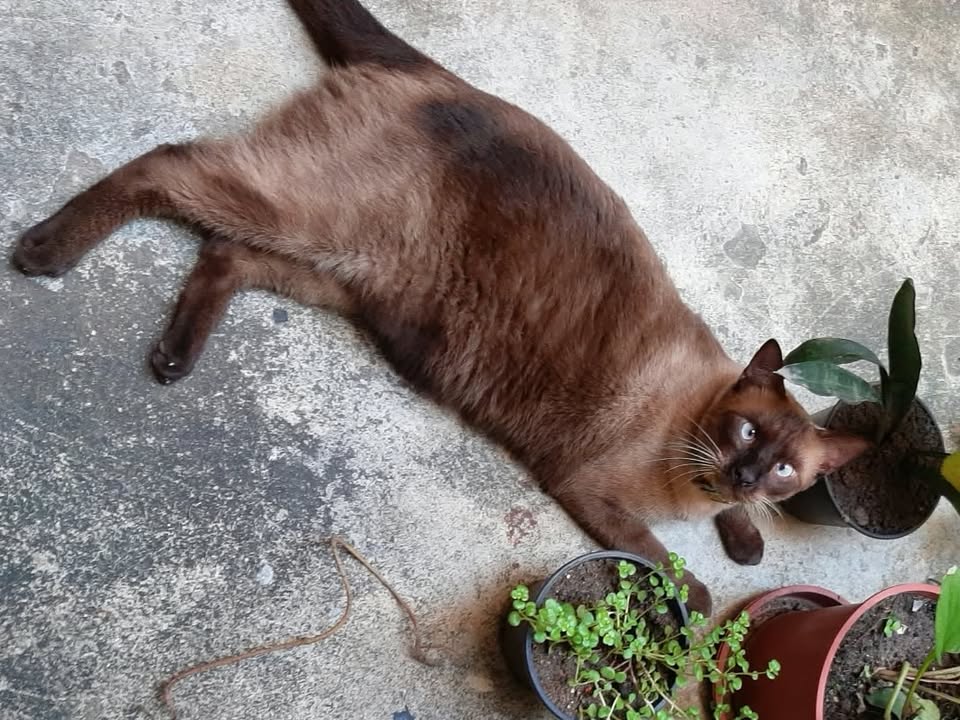Foto de Chico