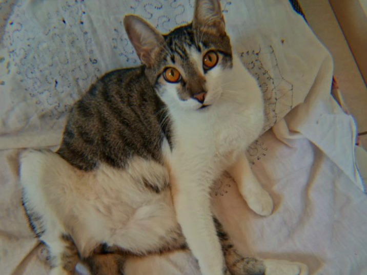 Foto de LINO
