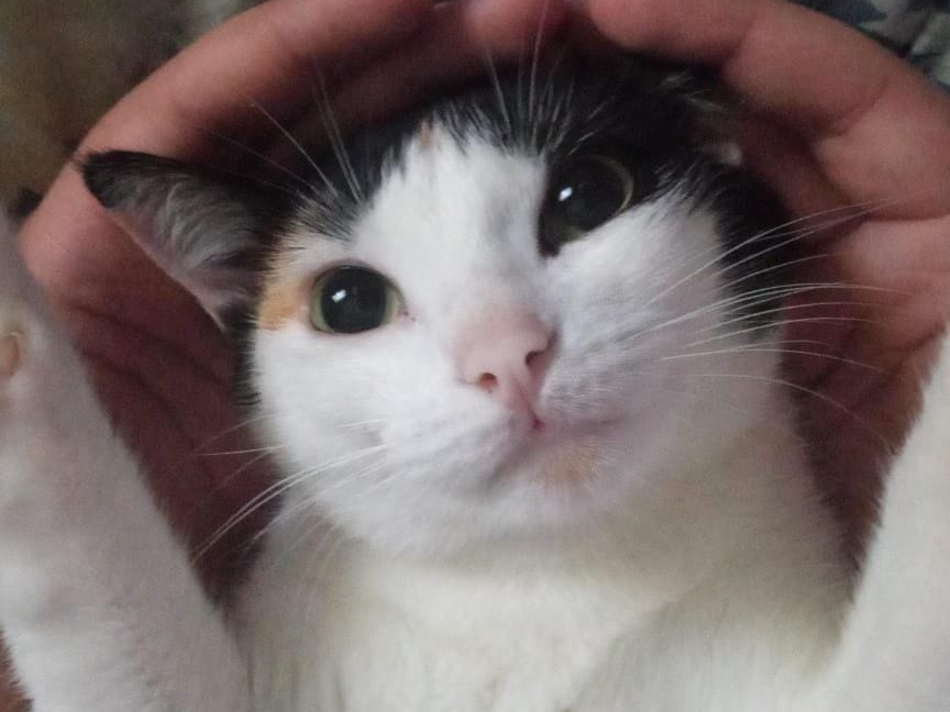 Foto de Masy