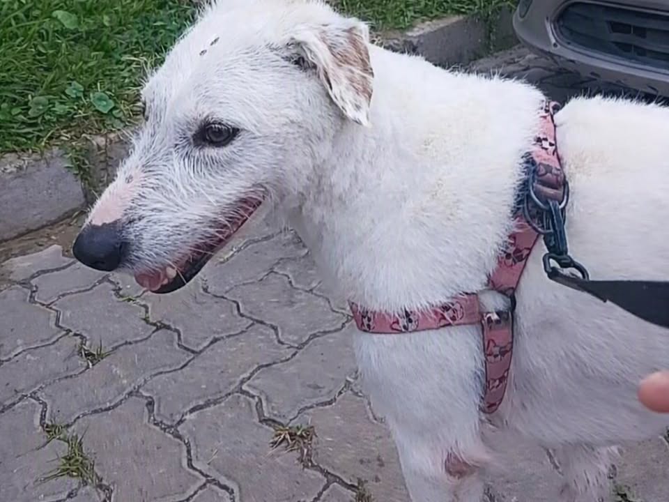 Foto de Elsa